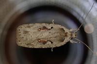 Agonopterix ocellana