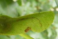 Etainia louisella