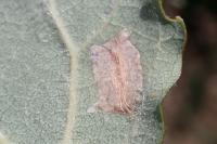Caloptilia stigmatella