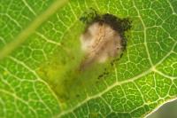Caloptilia stigmatella