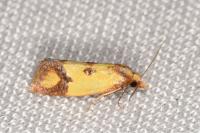 Agapeta zoegana