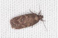 Depressaria albipunctella