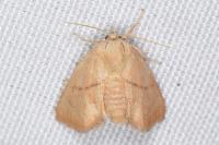 Apoda limacodes