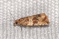 Celypha cespitana
