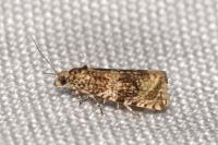 Celypha lacunana