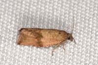 Celypha striana