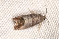 Cydia pomonella