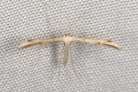 Emmelina monodactyla