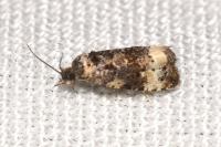 Endothenia