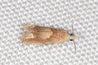 Eucosma conterminana