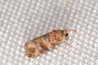 Lobesia botrana