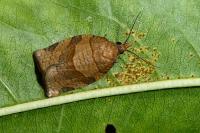 Pandemis dumetana