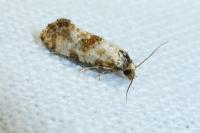 Neocochylis molliculana