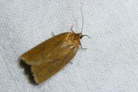 Aphelia viburnana