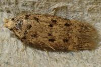 Bryotropha domestica