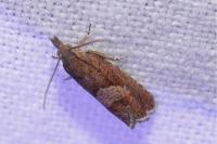 Dichrorampha acuminatana