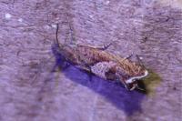 Dichrorampha acuminatana