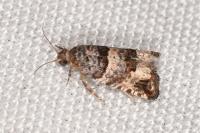 Notocelia incarnatana
