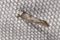 Paraswammerdamia albicapitella