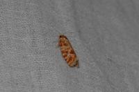 Rhyacionia pinicolana