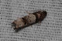 Notocelia incarnatana