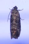 Cydia pomonella