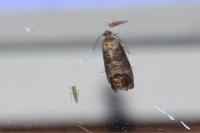 Cydia pomonella