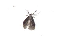 Dichomeris alacella