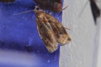 Archips xylosteana