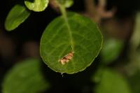 Epagoge grotiana