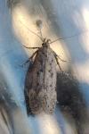 Bryotropha terrella
