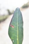 Acalyptris minimella