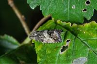 Cydia splendana