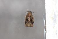 Archips crataegana