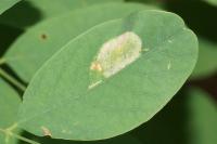 Macrosaccus robiniella