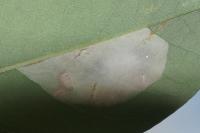 Macrosaccus robiniella
