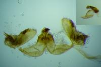 Bactra lancealana