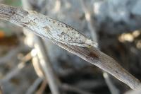 Bactra lancealana