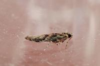 Coccidiphila rungsella