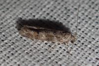 Exoteleia dodecella