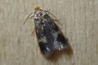 Stigmella floslactella