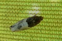 Gypsonoma aceriana