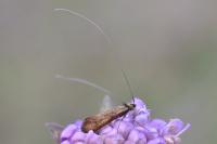Nemophora metallica