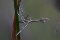 Emmelina monodactyla