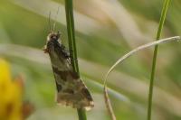 Aethes deutschiana