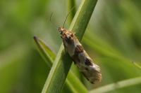Aethes deutschiana