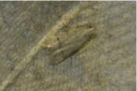 Teleiodes vulgella