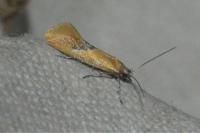 Batia lambdella