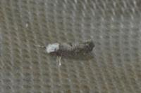 Paraswammerdamia albicapitella