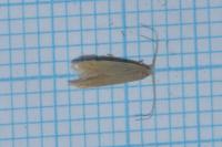 Coleophora flavipennella
